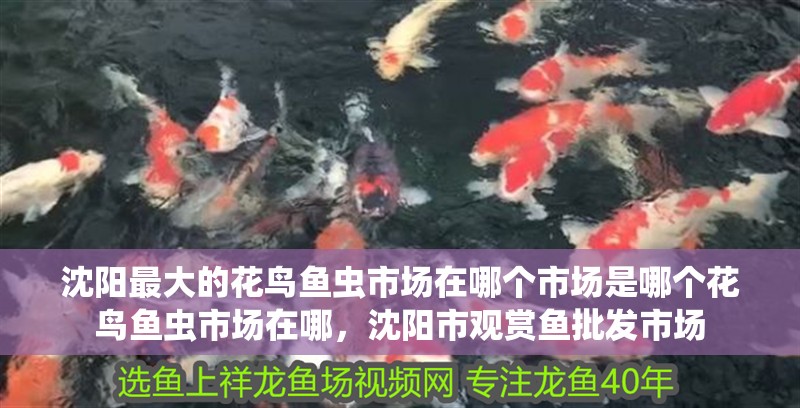 沈陽最大的花鳥魚蟲市場在哪個市場是哪個花鳥魚蟲市場在哪，沈陽市觀賞魚批發(fā)市場