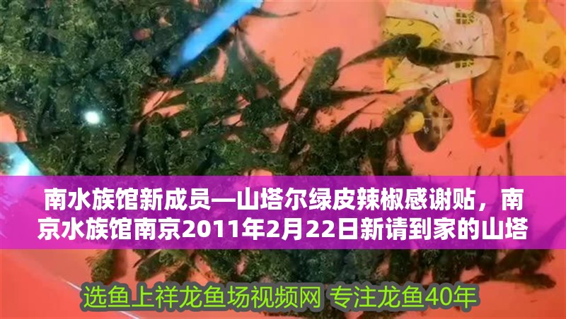 南水族館新成員—山塔爾綠皮辣椒感謝貼，南京水族館南京2011年2月22日新請到家的山塔爾綠皮辣椒感謝貼