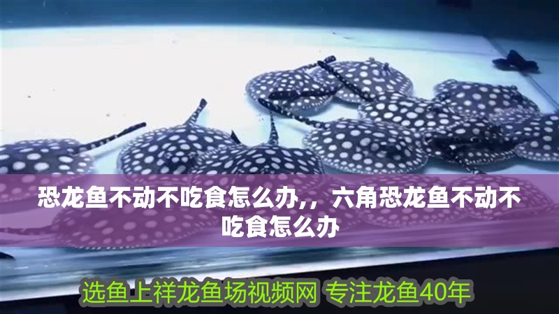 恐龍魚不動(dòng)不吃食怎么辦,，六角恐龍魚不動(dòng)不吃食怎么辦