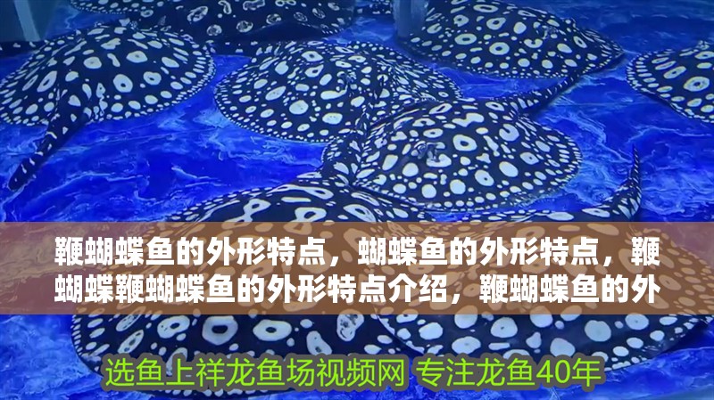鞭蝴蝶魚的外形特點，蝴蝶魚的外形特點，鞭蝴蝶鞭蝴蝶魚的外形特點介紹，鞭蝴蝶魚的外形特點