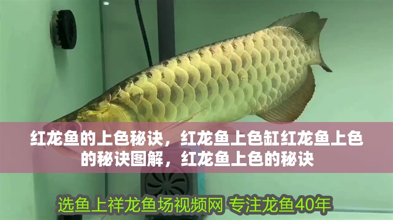 紅龍魚的上色秘訣，紅龍魚上色缸紅龍魚上色的秘訣圖解，紅龍魚上色的秘訣
