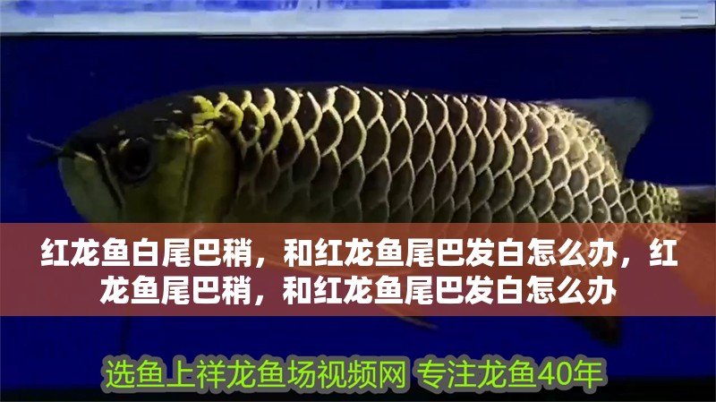 紅龍魚白尾巴稍，和紅龍魚尾巴發白怎么辦，紅龍魚尾巴稍，和紅龍魚尾巴發白怎么辦