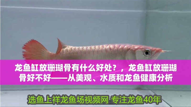 龍魚缸放珊瑚骨有什么好處？，龍魚缸放珊瑚骨好不好——從美觀、水質和龍魚健康分析
