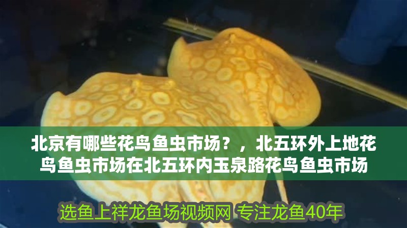 北京有哪些花鳥魚蟲市場？，北五環外上地花鳥魚蟲市場在北五環內玉泉路花鳥魚蟲市場