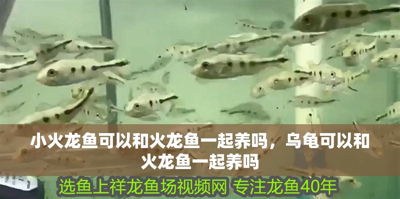 小火龍魚可以和火龍魚一起養(yǎng)嗎，烏龜可以和火龍魚一起養(yǎng)嗎