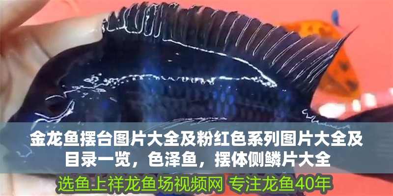 金龍魚擺臺圖片大全及粉紅色系列圖片大全及目錄一覽，色澤魚，擺體側鱗片大全