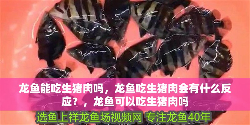 龍魚能吃生豬肉嗎，龍魚吃生豬肉會有什么反應？，龍魚可以吃生豬肉嗎