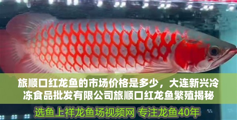 旅順口紅龍魚的市場價格是多少，大連新興冷凍食品批發有限公司旅順口紅龍魚繁殖揭秘