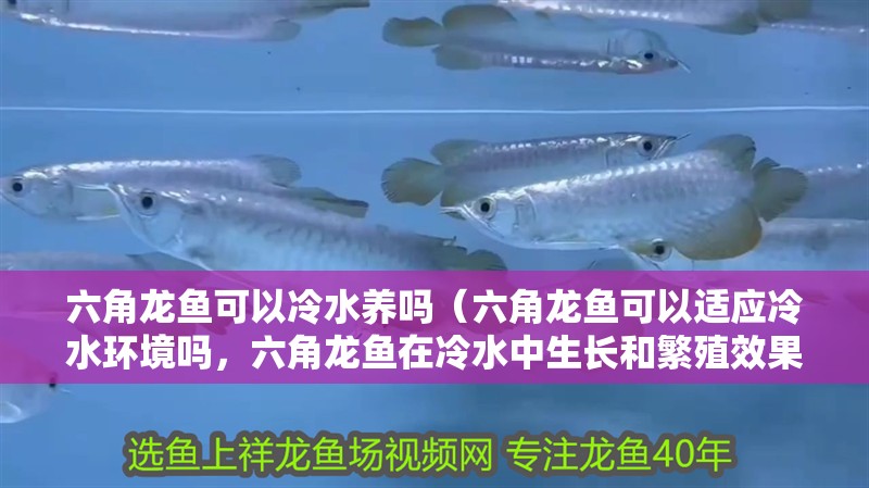 六角龍魚可以冷水養(yǎng)嗎（六角龍魚可以適應(yīng)冷水環(huán)境嗎，六角龍魚在冷水中生長和繁殖效果）