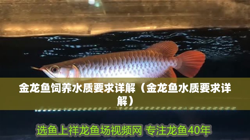金龍魚飼養(yǎng)水質(zhì)要求詳解（金龍魚水質(zhì)要求詳解）