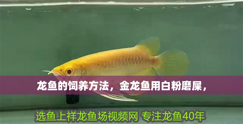 龍魚的飼養方法，金龍魚用白粉磨屎，