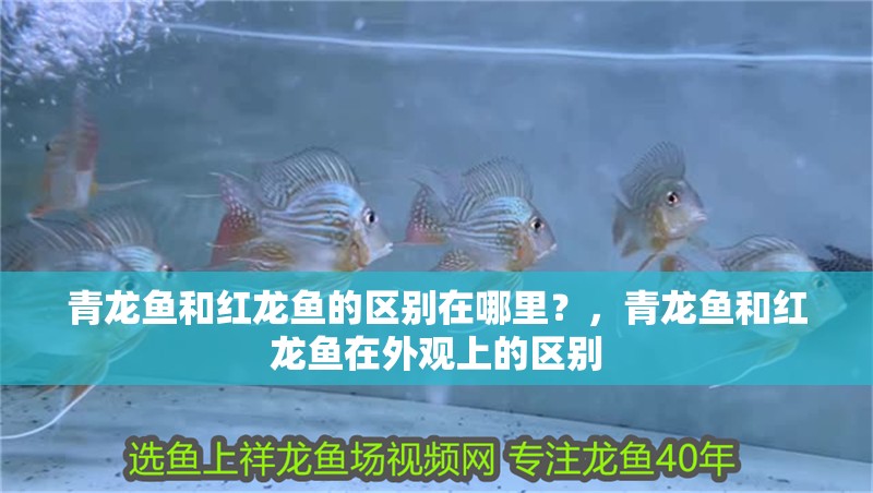 青龍魚(yú)和紅龍魚(yú)的區(qū)別在哪里？，青龍魚(yú)和紅龍魚(yú)在外觀上的區(qū)別