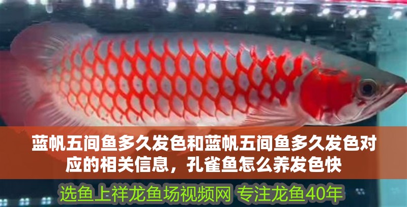 藍帆五間魚多久發色和藍帆五間魚多久發色對應的相關信息，孔雀魚怎么養發色快