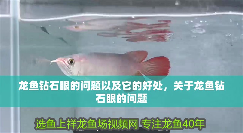 龍魚鉆石眼的問題以及它的好處，關于龍魚鉆石眼的問題