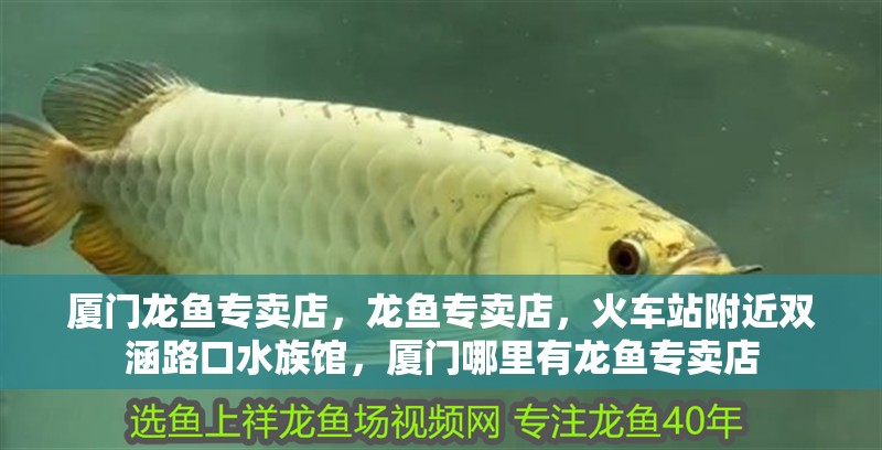 廈門龍魚專賣店，龍魚專賣店，火車站附近雙涵路口水族館，廈門哪里有龍魚專賣店