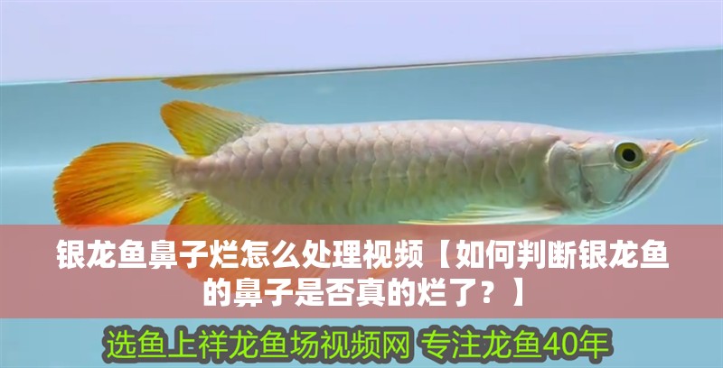 銀龍魚鼻子爛怎么處理視頻【如何判斷銀龍魚的鼻子是否真的爛了？】