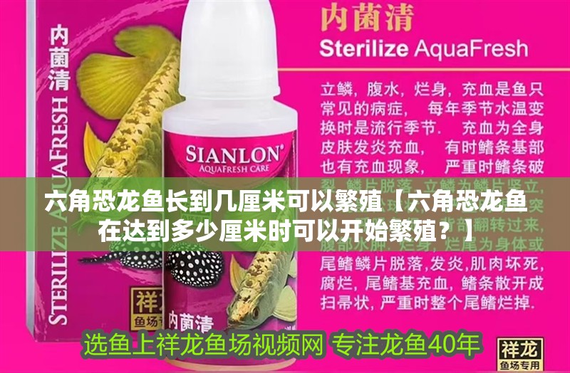 六角恐龍魚長到幾厘米可以繁殖【六角恐龍魚在達到多少厘米時可以開始繁殖？】