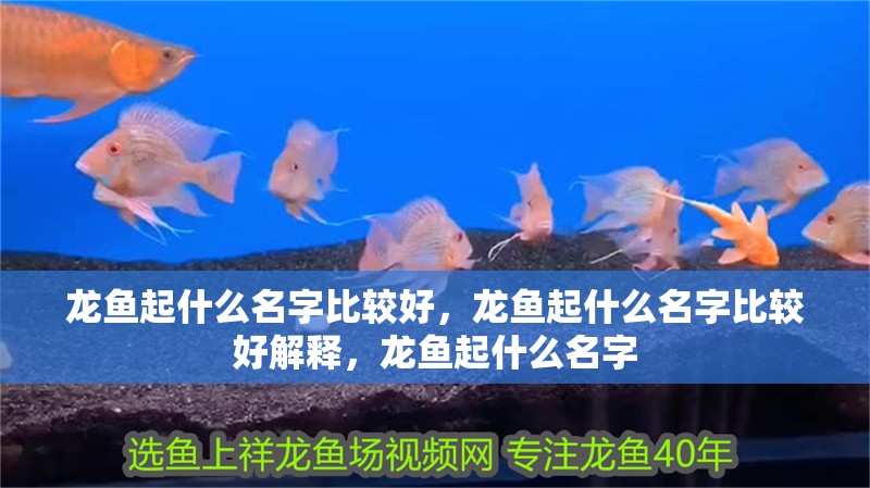 龍魚起什么名字比較好，龍魚起什么名字比較好解釋，龍魚起什么名字