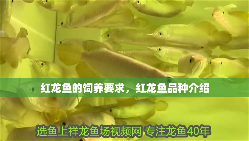 紅龍魚的飼養要求，紅龍魚品種介紹