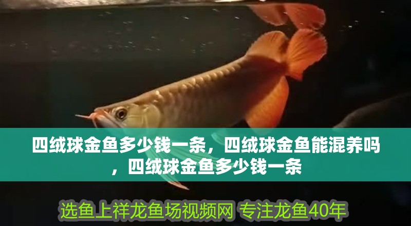 四絨球金魚多少錢一條，四絨球金魚能混養嗎，四絨球金魚多少錢一條