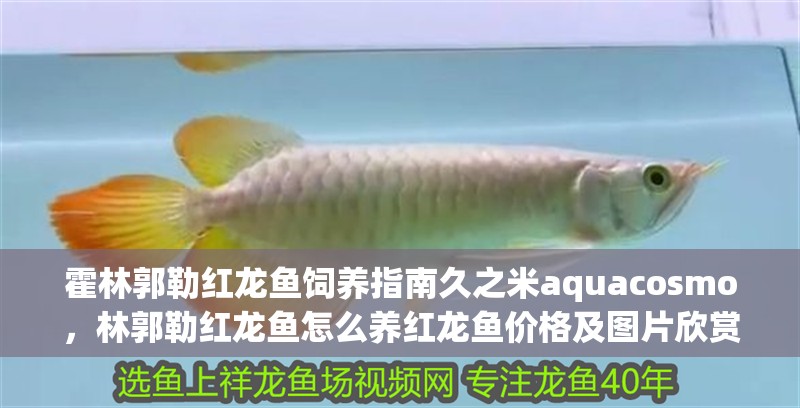 霍林郭勒紅龍魚飼養(yǎng)指南久之米aquacosmo，林郭勒紅龍魚怎么養(yǎng)紅龍魚價格及圖片欣賞大全齊家