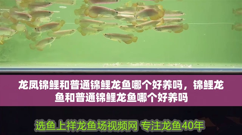 龍鳳錦鯉和普通錦鯉龍魚哪個好養嗎，錦鯉龍魚和普通錦鯉龍魚哪個好養嗎