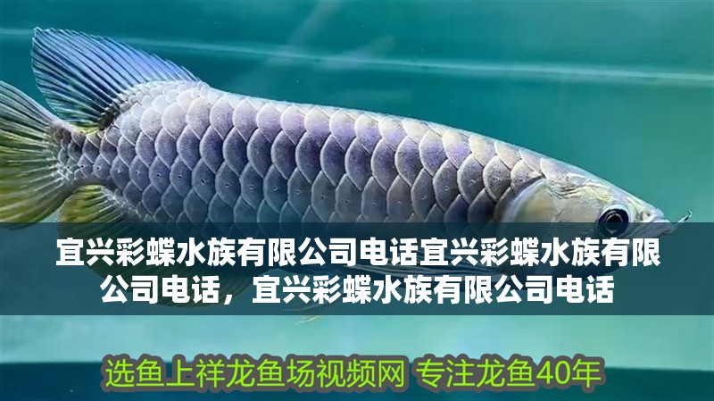 宜興彩蝶水族有限公司電話宜興彩蝶水族有限公司電話，宜興彩蝶水族有限公司電話