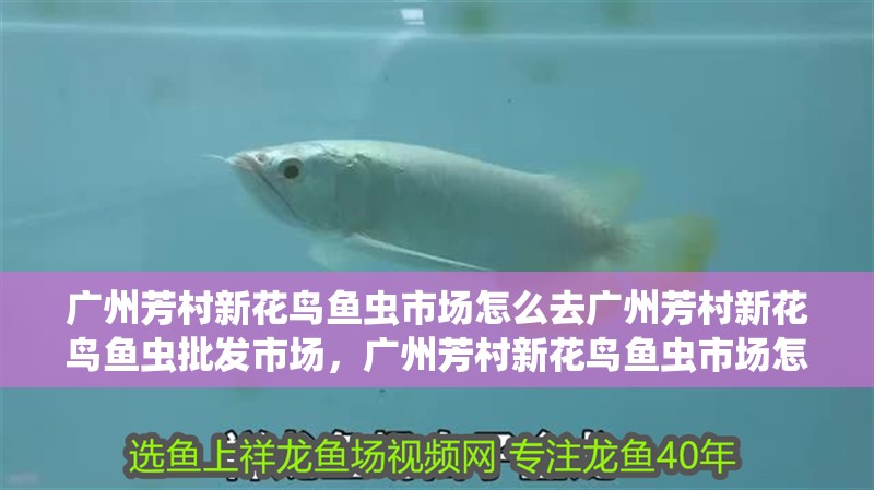 廣州芳村新花鳥魚蟲市場怎么去廣州芳村新花鳥魚蟲批發市場，廣州芳村新花鳥魚蟲市場怎么去
