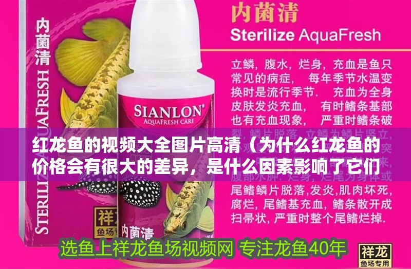 紅龍魚的視頻大全圖片高清（為什么紅龍魚的價格會有很大的差異，是什么因素影響了它們的市場價值？）