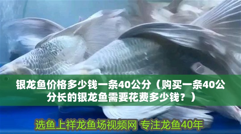 銀龍魚價格多少錢一條40公分（購買一條40公分長的銀龍魚需要花費(fèi)多少錢？）