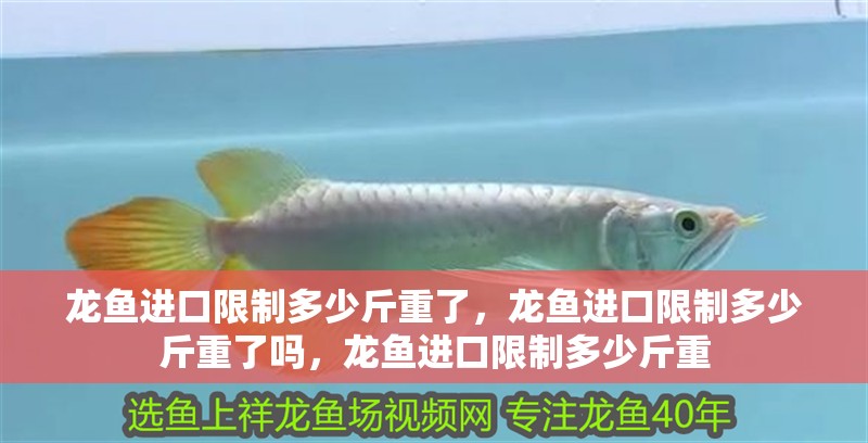 龍魚(yú)進(jìn)口限制多少斤重了，龍魚(yú)進(jìn)口限制多少斤重了嗎，龍魚(yú)進(jìn)口限制多少斤重