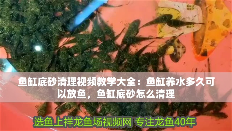 魚缸底砂清理視頻教學大全：魚缸養水多久可以放魚，魚缸底砂怎么清理