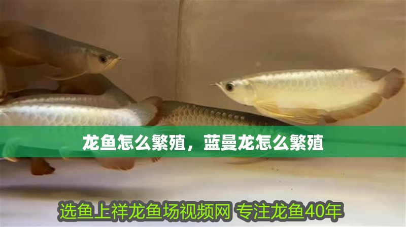 龍魚怎么繁殖，藍曼龍怎么繁殖