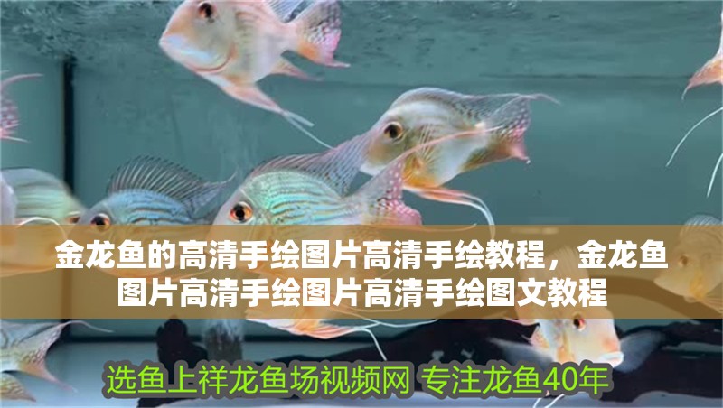 金龍魚的高清手繪圖片高清手繪教程，金龍魚圖片高清手繪圖片高清手繪圖文教程