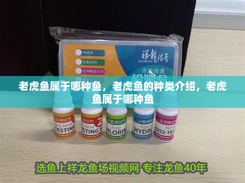 老虎魚屬于哪種魚，老虎魚的種類介紹，老虎魚屬于哪種魚