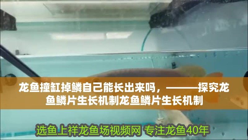 龍魚撞缸掉鱗自己能長出來嗎，———探究龍魚鱗片生長機制龍魚鱗片生長機制
