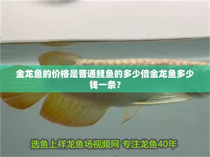 金龍魚的價格是普通鯉魚的多少倍金龍魚多少錢一條？