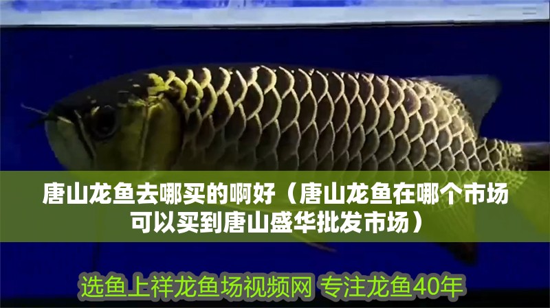 唐山龍魚去哪買的啊好（唐山龍魚在哪個市場可以買到唐山盛華批發市場）