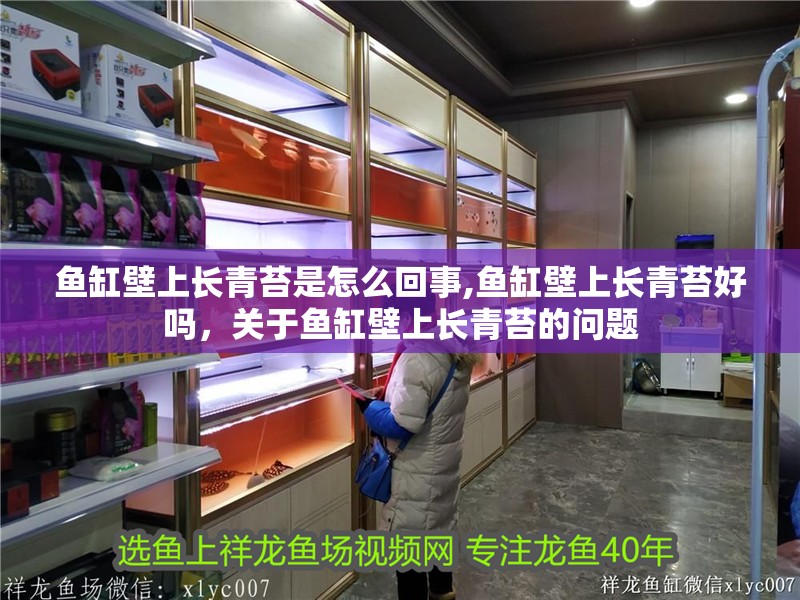 魚(yú)缸壁上長(zhǎng)青苔是怎么回事,魚(yú)缸壁上長(zhǎng)青苔好嗎，關(guān)于魚(yú)缸壁上長(zhǎng)青苔的問(wèn)題