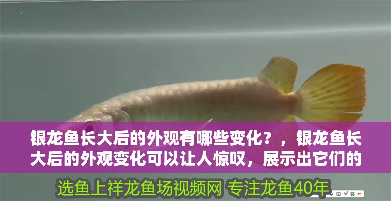 銀龍魚長大后的外觀有哪些變化？，銀龍魚長大后的外觀變化可以讓人驚嘆，展示出它們的美麗和獨(dú)特之處