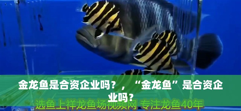 金龍魚是合資企業(yè)嗎？，“金龍魚”是合資企業(yè)嗎？