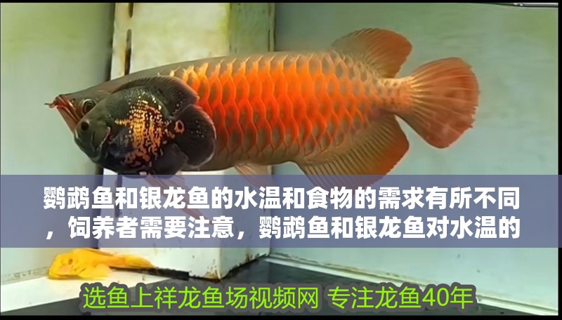 鸚鵡魚和銀龍魚的水溫和食物的需求有所不同，飼養者需要注意，鸚鵡魚和銀龍魚對水溫的要求有所不同