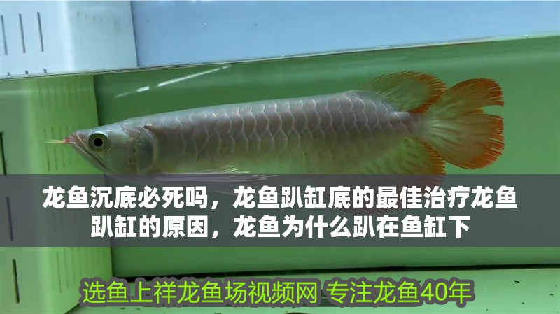 龍魚(yú)沉底必死嗎，龍魚(yú)趴缸底的最佳治療龍魚(yú)趴缸的原因，龍魚(yú)為什么趴在魚(yú)缸下