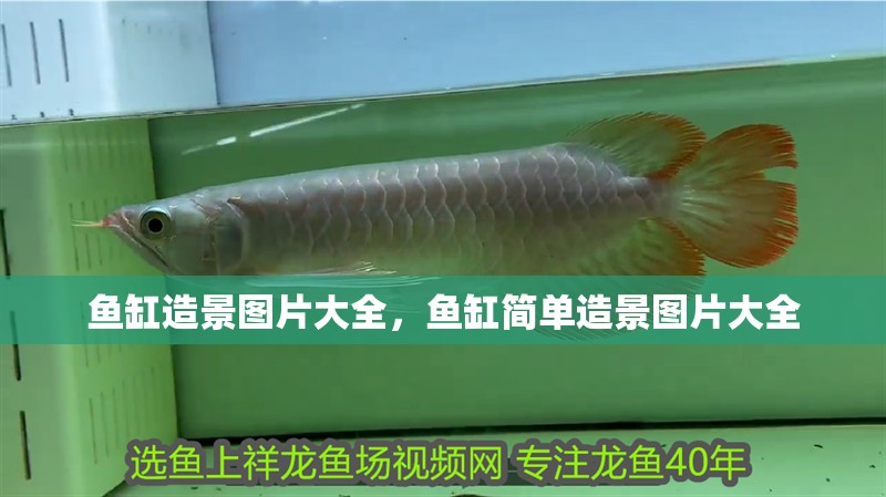 魚缸造景圖片大全，魚缸簡單造景圖片大全