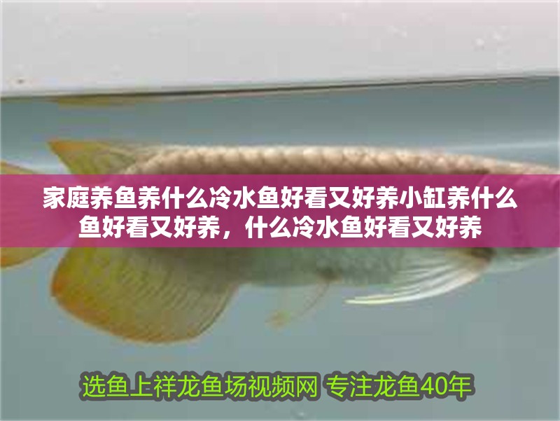 家庭養魚養什么冷水魚好看又好養小缸養什么魚好看又好養，什么冷水魚好看又好養