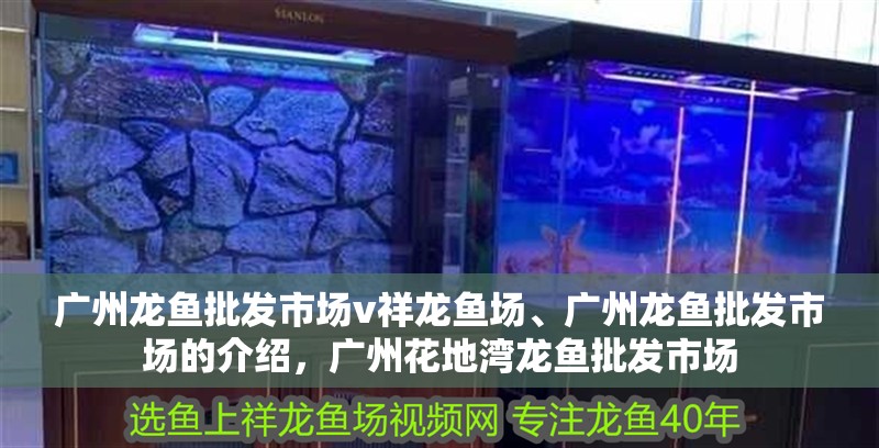 廣州龍魚批發市場v祥龍魚場、廣州龍魚批發市場的介紹，廣州花地灣龍魚批發市場