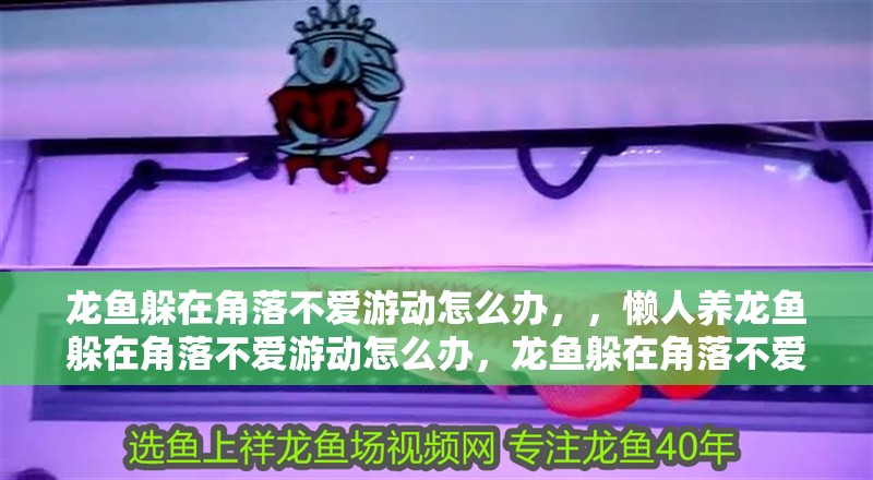 龍魚躲在角落不愛游動怎么辦，，懶人養龍魚躲在角落不愛游動怎么辦，龍魚躲在角落不愛游動怎么辦