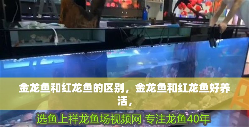 金龍魚(yú)和紅龍魚(yú)的區(qū)別，金龍魚(yú)和紅龍魚(yú)好養(yǎng)活，