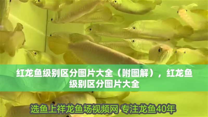 紅龍魚級別區分圖片大全（附圖解），紅龍魚級別區分圖片大全