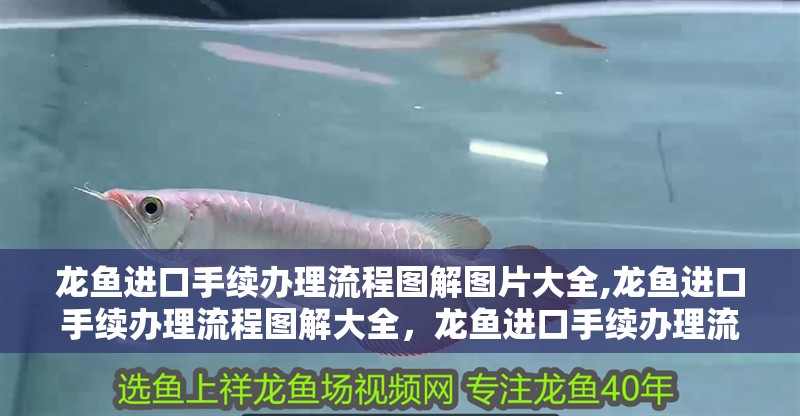 龍魚進口手續辦理流程圖解圖片大全,龍魚進口手續辦理流程圖解大全，龍魚進口手續辦理流程圖片大全
